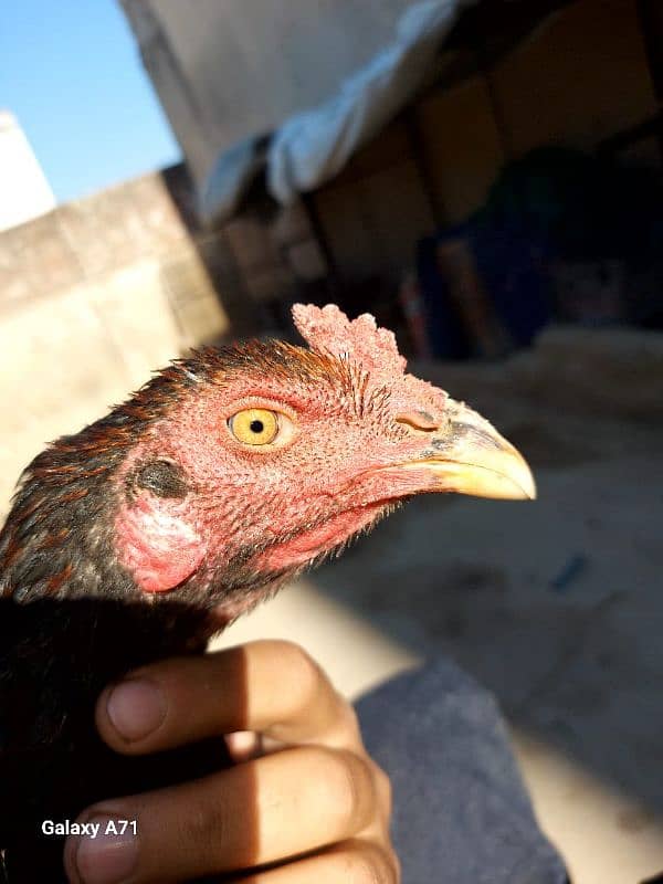 aseel patha/chick/hen/murgh/cage /desi dana / 0