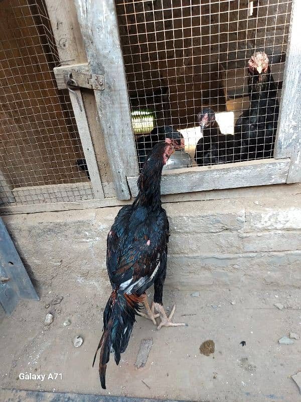 aseel patha/chick/hen/murgh/cage /desi dana / 2