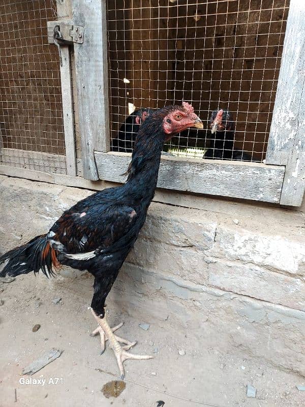 aseel patha/chick/hen/murgh/cage /desi dana / 3