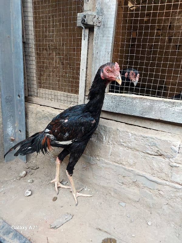 aseel patha/chick/hen/murgh/cage /desi dana / 4