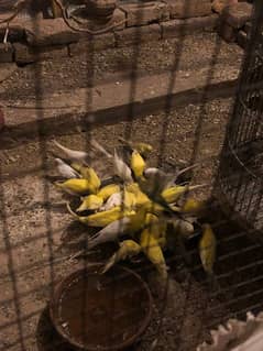 Australian Parrots pairs for Sale