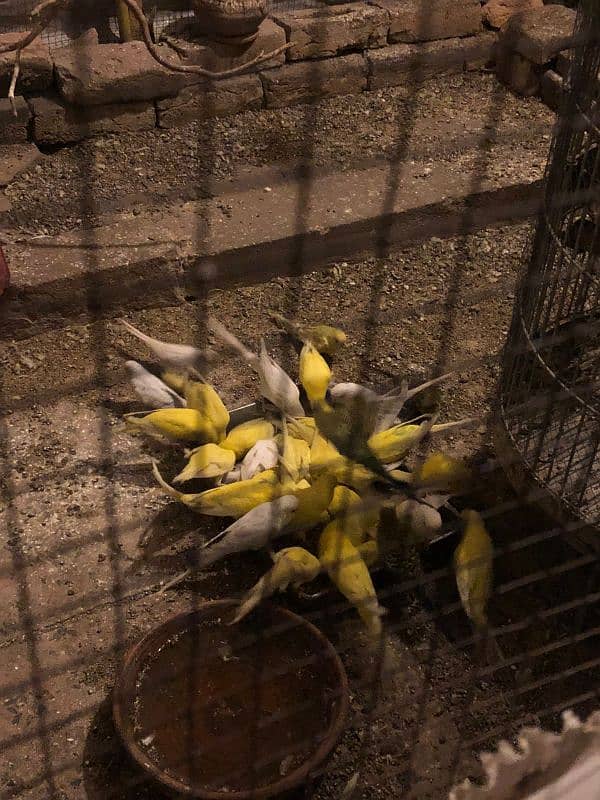 Australian Parrots pairs for Sale 0