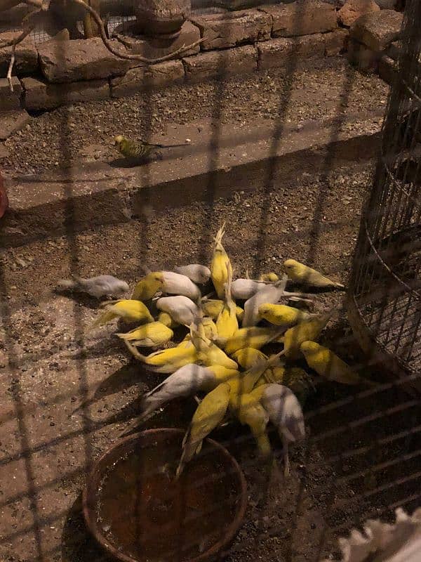 Australian Parrots pairs for Sale 2