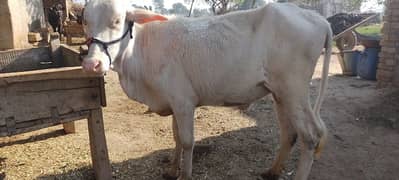 Holstein Friesian/Cow / Gay/ Gaee / گائے / فروخت کے لیے گائے