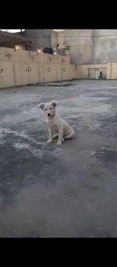 Russian female puppy