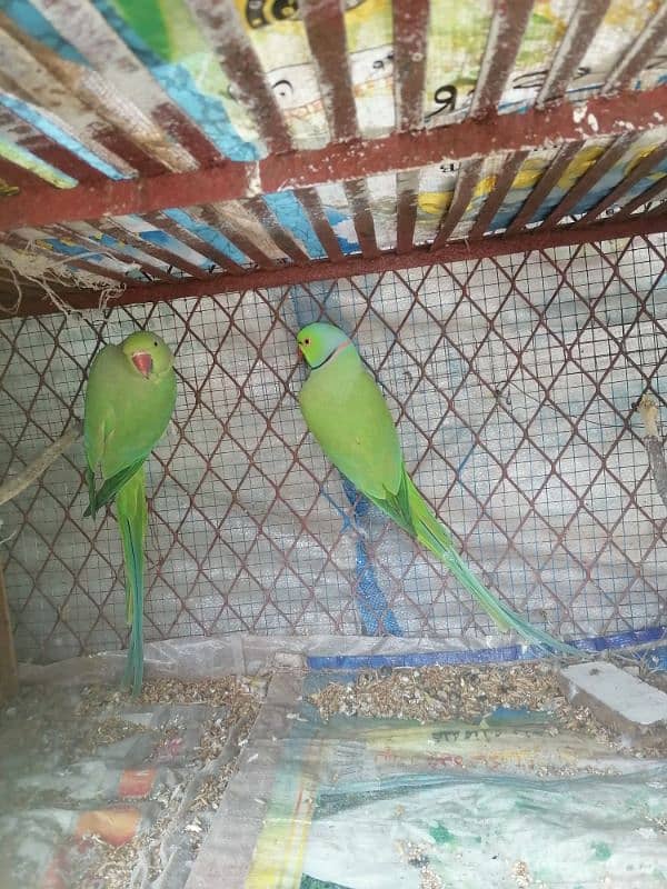 Ringneck breeder pair for sale 1