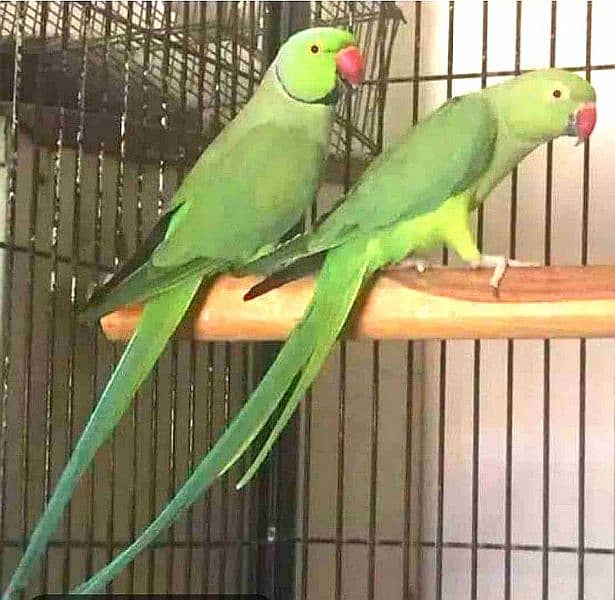 Ringneck breeder pair for sale 2