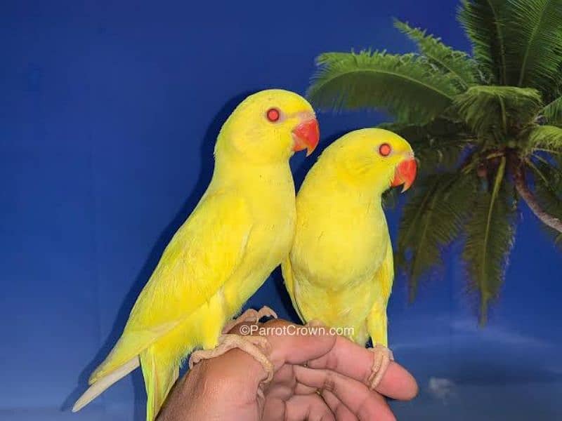 Yellow Ringneck pair for sale 0