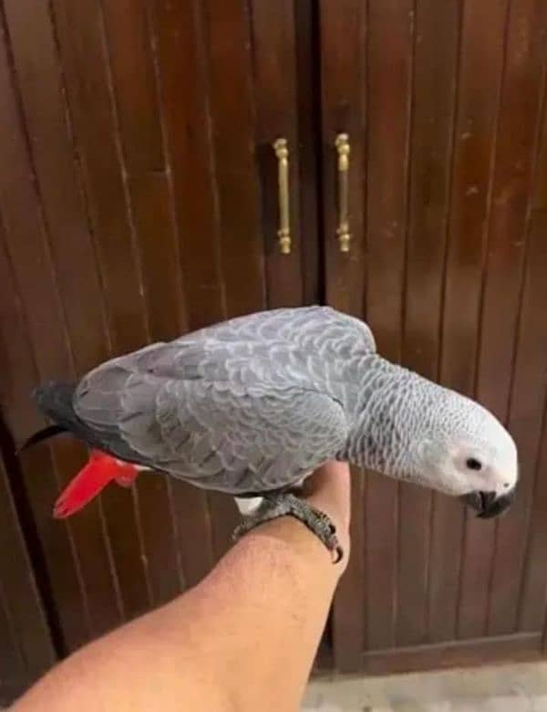 African Grey parrot chips for sale 0336+14+38+647 1