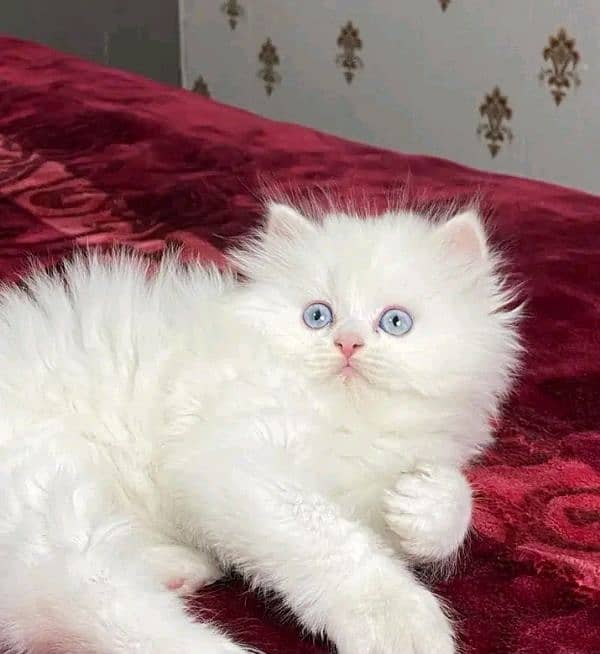 Persian kittens triple coat pair for sale contact whatsap 03228726747 2