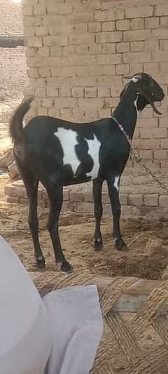 desi bakri