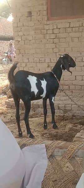 desi bakri 1