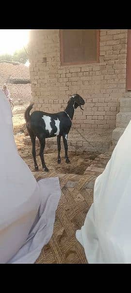 desi bakri 2