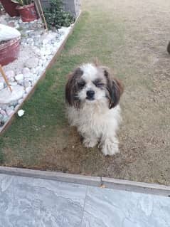 Shih Tzu dog male padagiri file available very playing