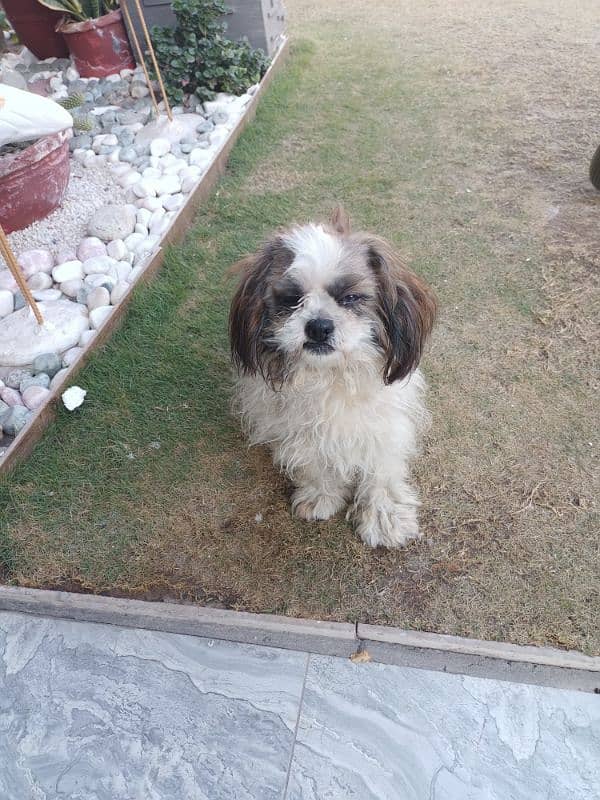 Shih Tzu male dog 0