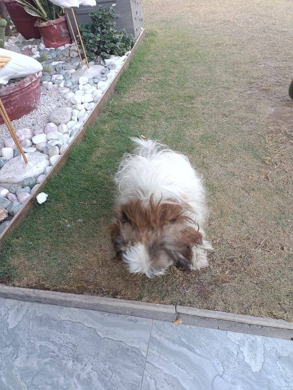 Shih Tzu male dog 1