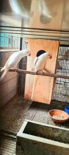 green,yellow,white ring neck or raw parrots or chicks for sale