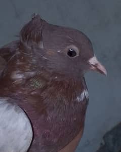 Fancy pigeons pair 2 color eyes male