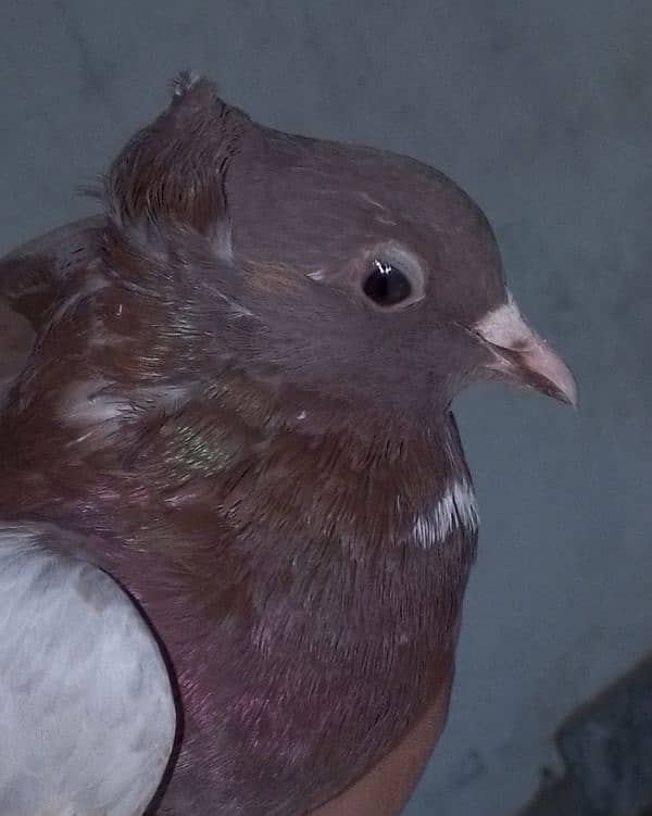 Fancy pigeons pair 2 color eyes male 0