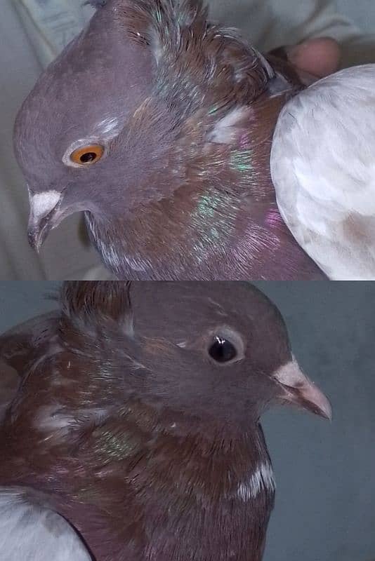 Fancy pigeons pair 2 color eyes male 1