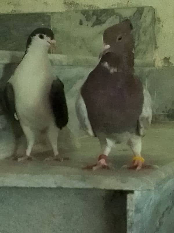 Fancy pigeons pair 2 color eyes male 2