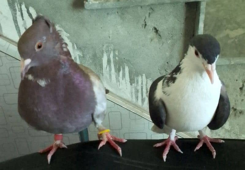 Fancy pigeons pair 2 color eyes male 3