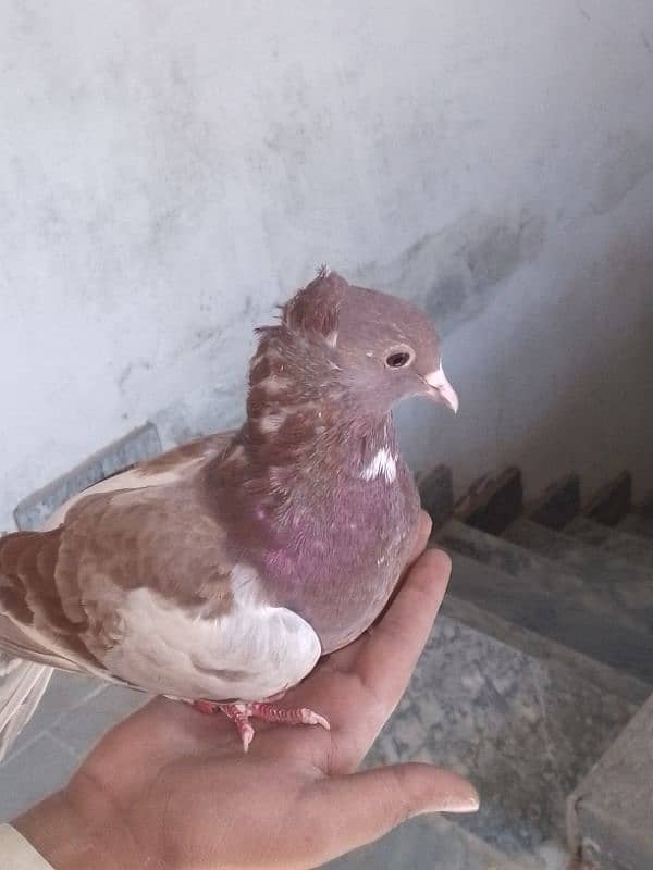 Fancy pigeons pair 2 color eyes male 4