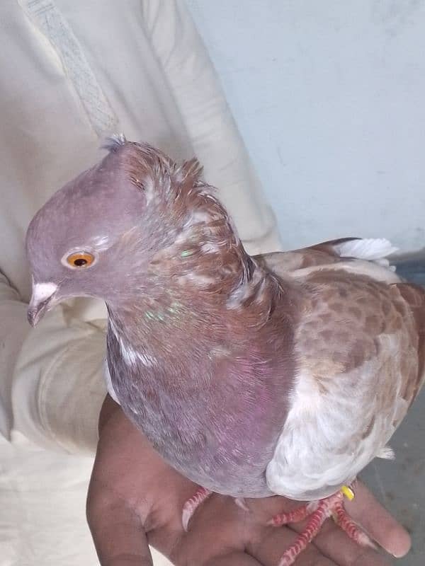 Fancy pigeons pair 2 color eyes male 5