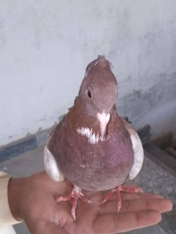 Fancy pigeons pair 2 color eyes male 6