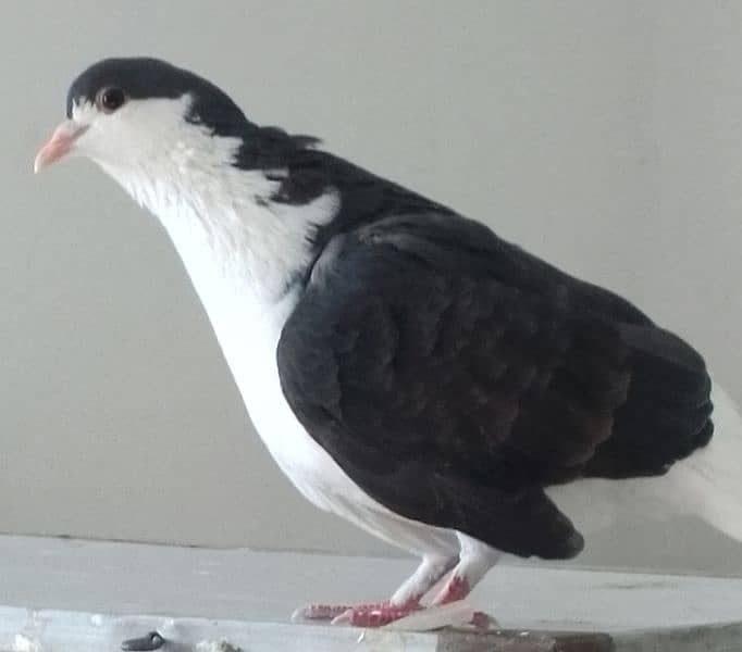 Fancy pigeons pair 2 color eyes male 7