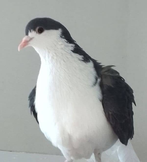 Fancy pigeons pair 2 color eyes male 8