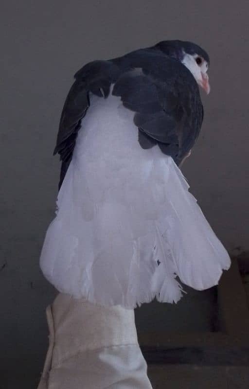 Fancy pigeons pair 2 color eyes male 9