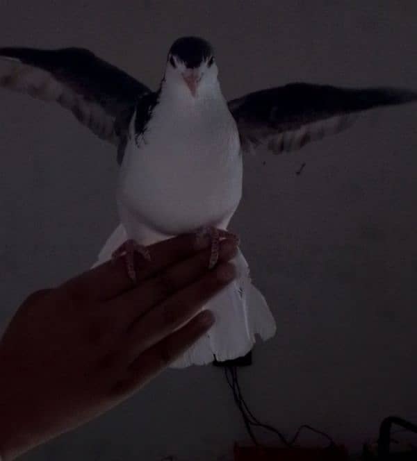 Fancy pigeons pair 2 color eyes male 10