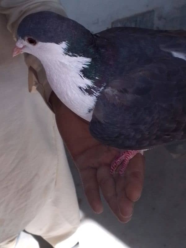 Fancy pigeons pair 2 color eyes male 12