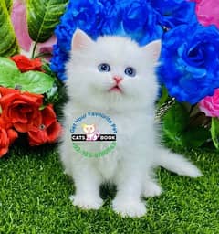 Persian Kittens | Blue Eyes| Triple Coated | Punch face | fluffy |cat