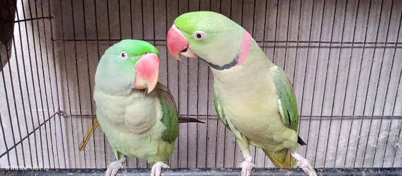 Kashmiri raw parrots 0