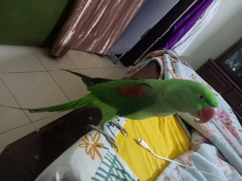 Kashmiri raw parrots 2