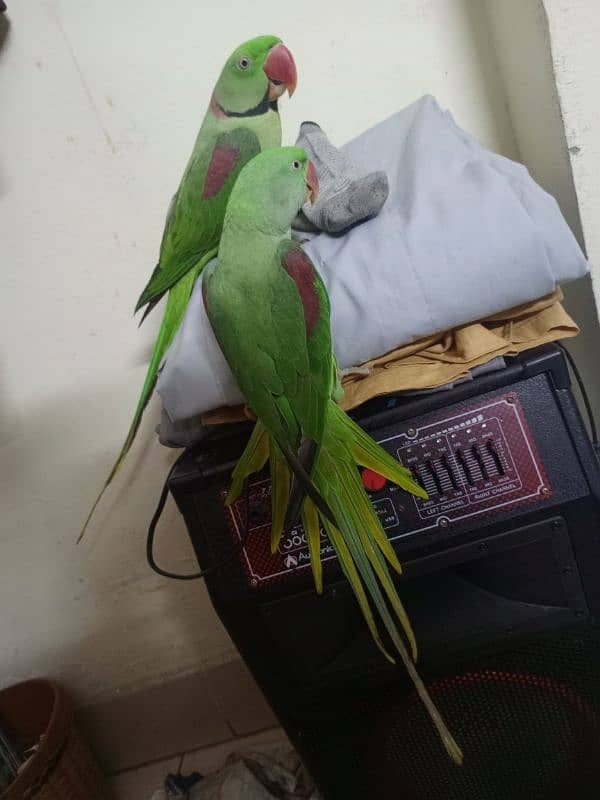 Kashmiri raw parrots 4