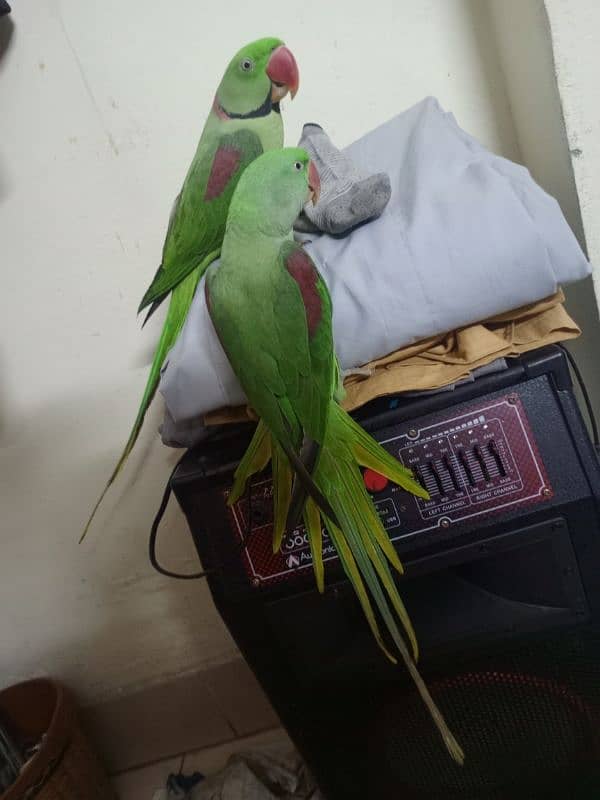 Kashmiri raw parrots 5