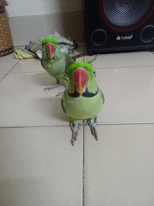 Kashmiri raw parrots 7