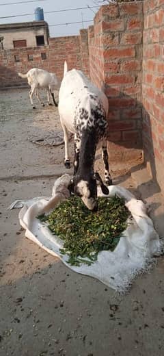 female goat bakri for sale