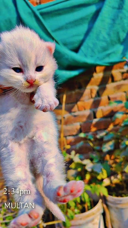 female Persian 20 days old for sale 0