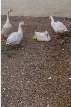 ducks