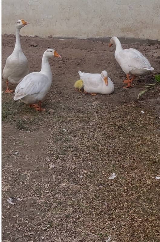 ducks for sale with 1 chick 0