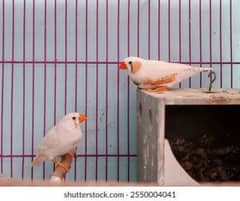 White Finches