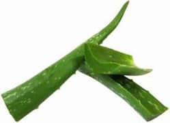 Aloevera leaves per kg