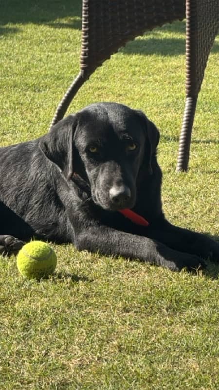 black Labrador Male Dog | british Labra Dog 0