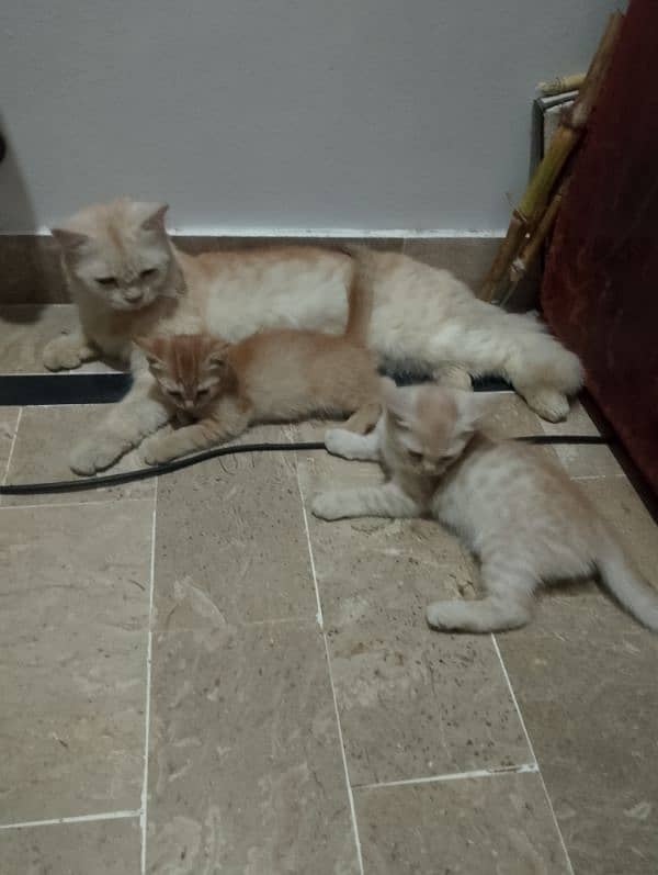 breeder female with 2 kitten 0