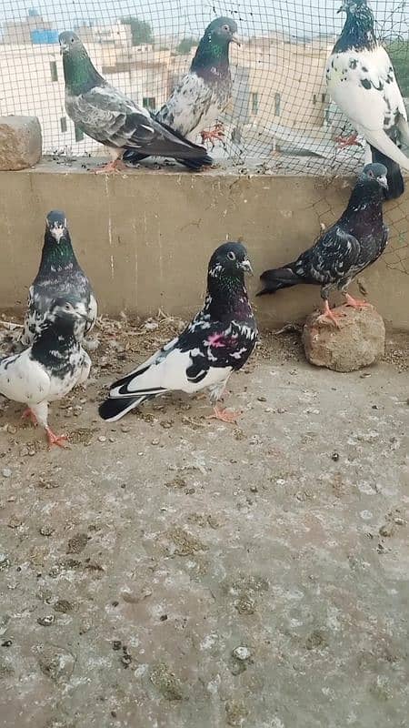 kuch breeder pair for sale hain 1