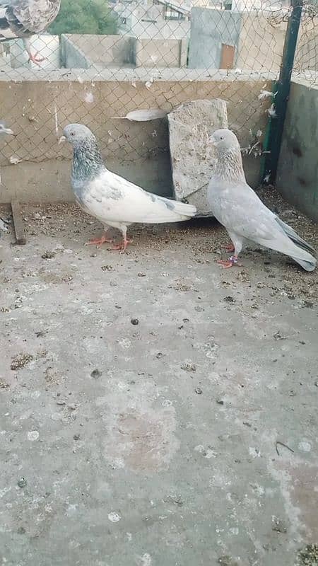 kuch breeder pair for sale hain 9